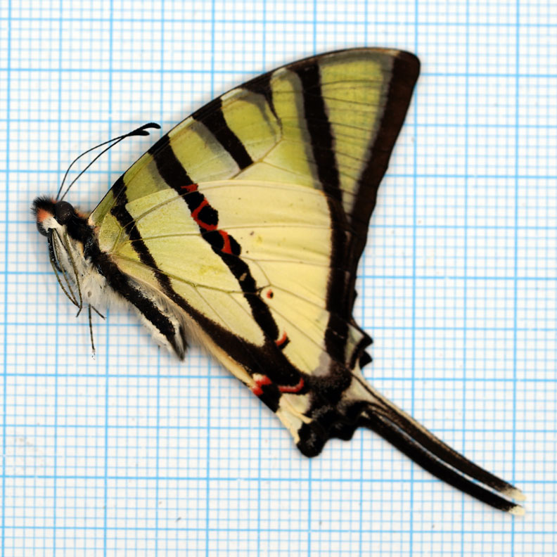 Graphium agetes