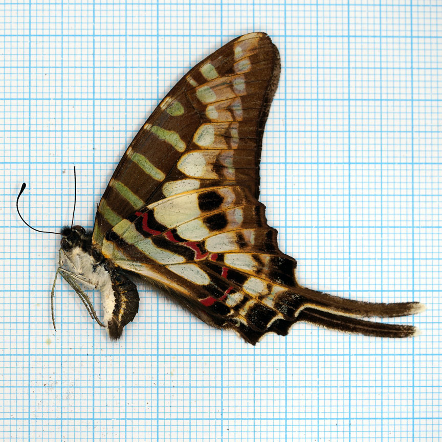 Graphium antheus