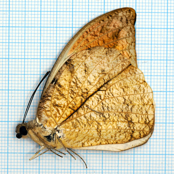 Hebomoia glaucippe aturia