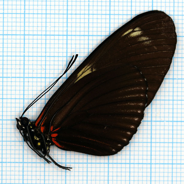 Heliconius doris (Red)