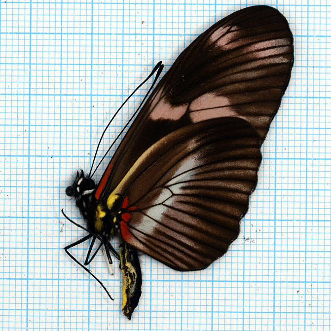 Heliconius telesiphe