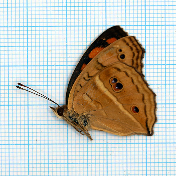 Junonia almana