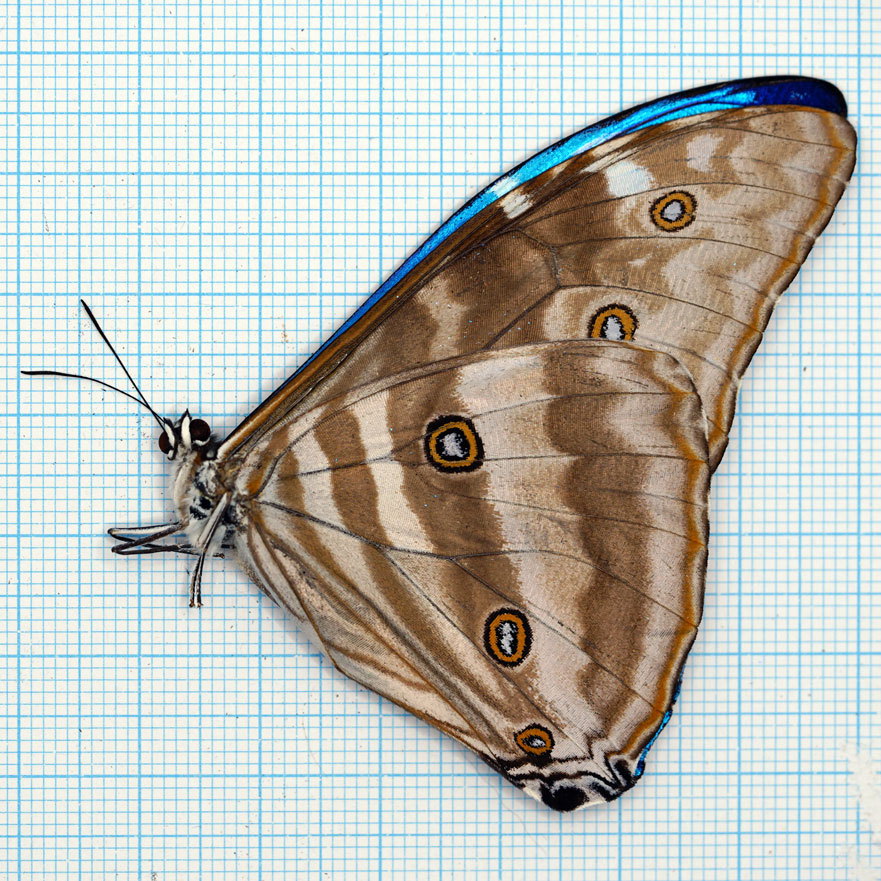 Morpho adonis A1