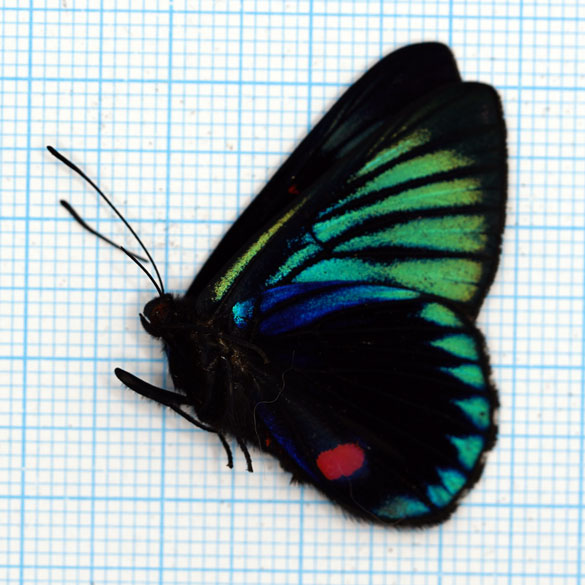 Necyria bellona manco