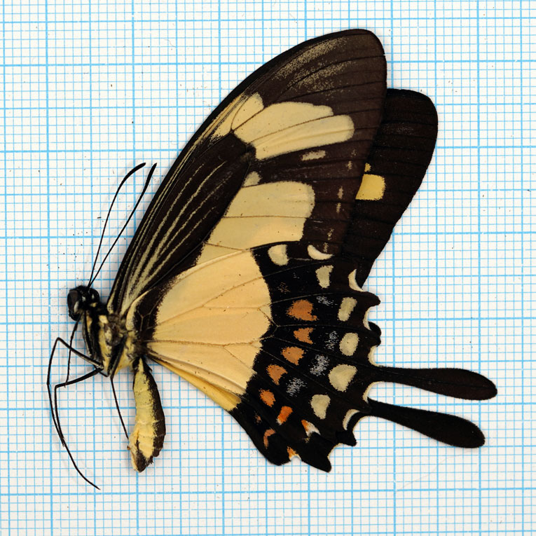 Papilio garleppi