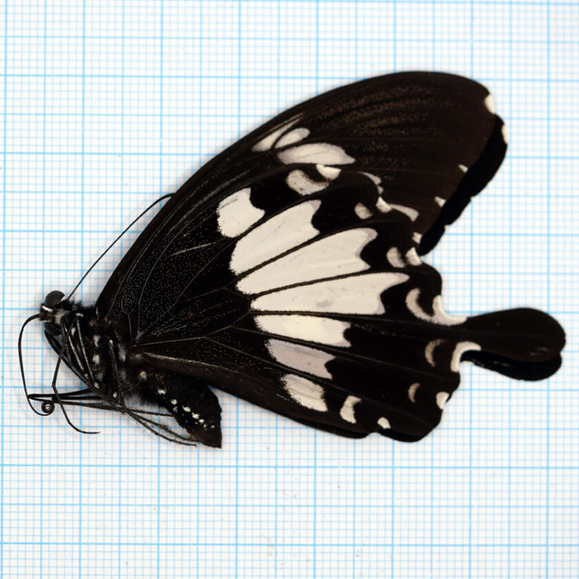 Papilio helenus sunatus