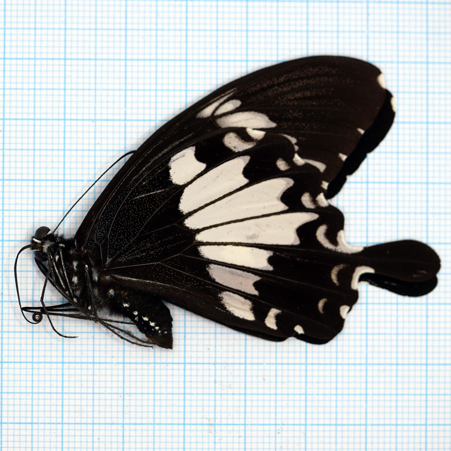 Papilio helenus sunatus