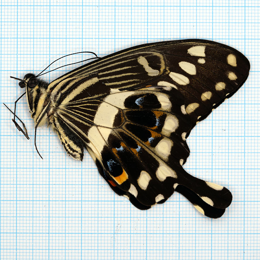 Papilio lormieri lormieri