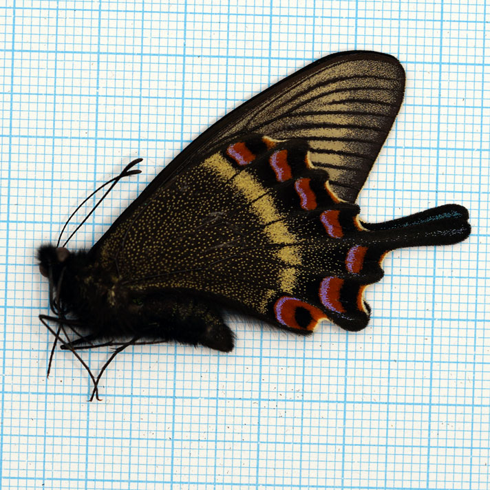 Papilio maacki maacki Spring