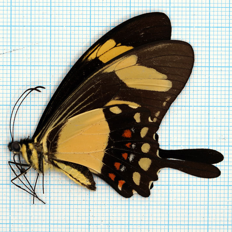 Papilio torquatus
