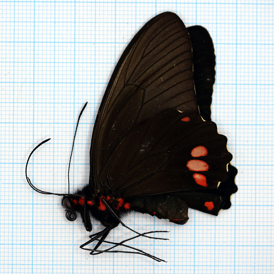Parides sesostris