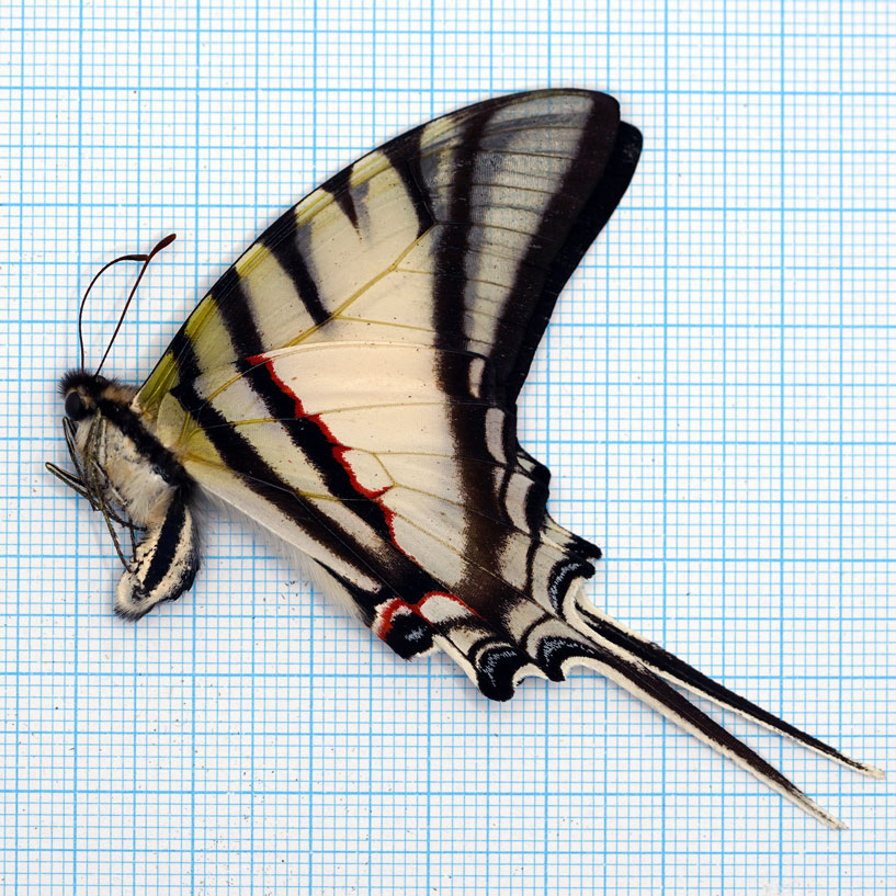 Protesilaus protesilaus