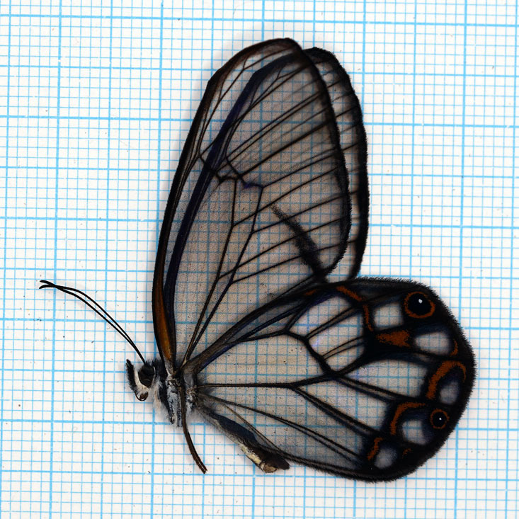 Pseudohatera hypaesia