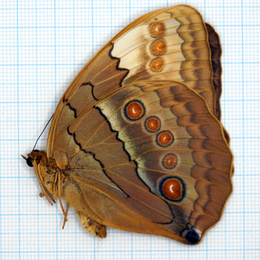 Stichophthalma louise