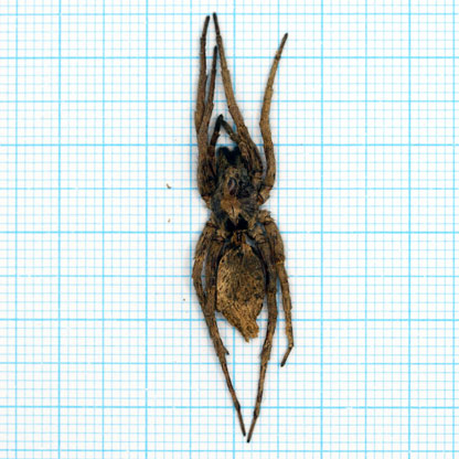 Wolf Spider (Pack 5)