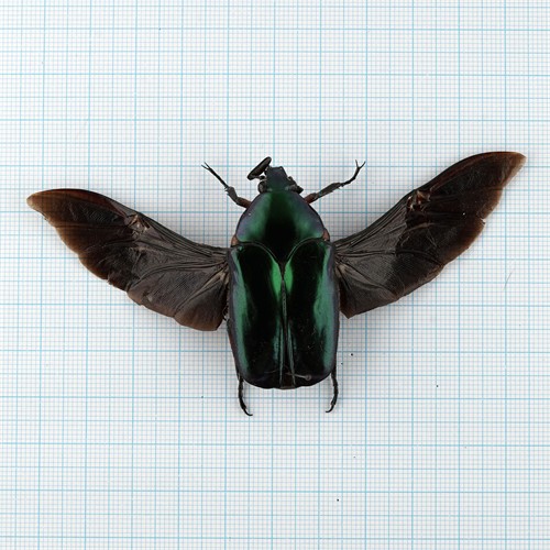 Agestrata orichalcha orichalcha