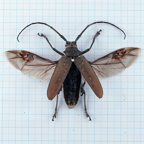 Batocera rufomaculata
