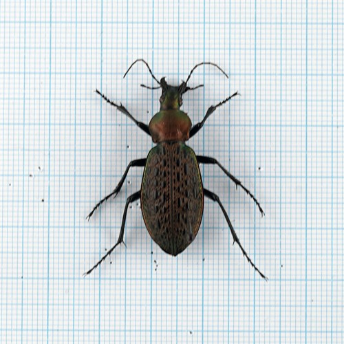 Carabus elysii xiaoganensis