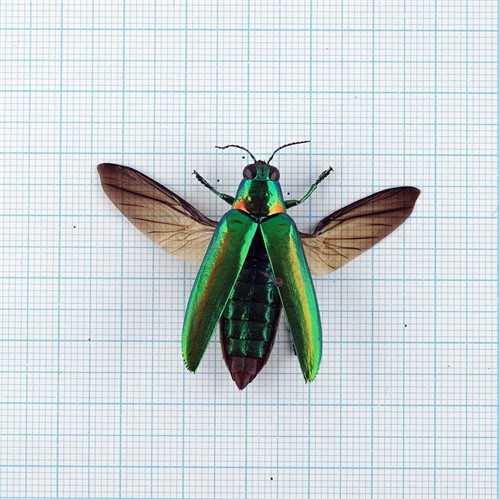 Chrysochroa raja thailandica