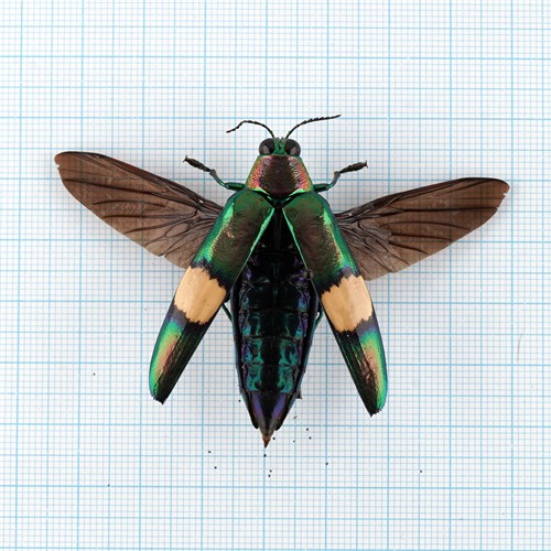 Chrysochroa saundersii