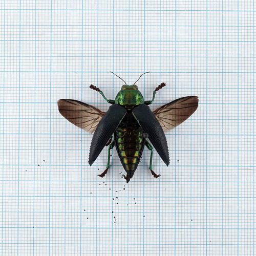 Chrysodema walkeri horaki