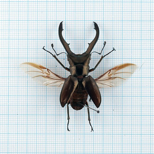 Cyclommatus metalifer finae 40-45mm