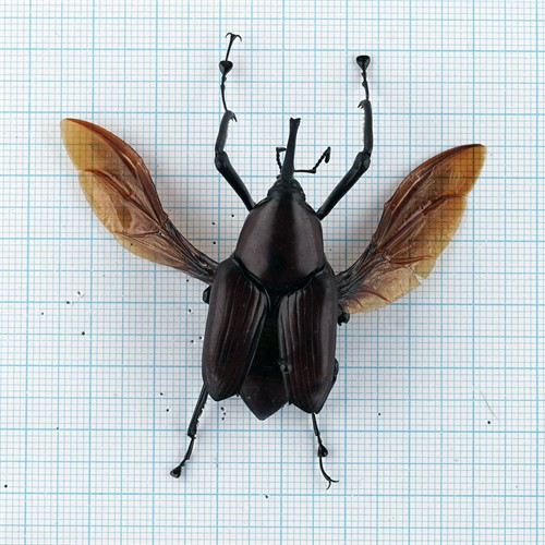 Cyrtrotrachelus longimanus