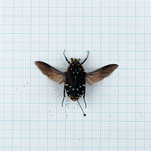 Euchroea histrionica