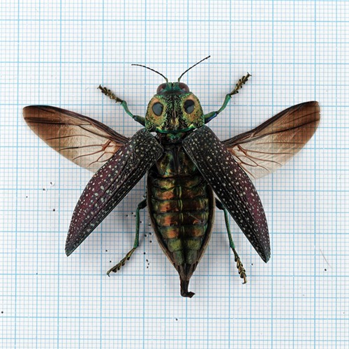 Lampropepla rothschildi