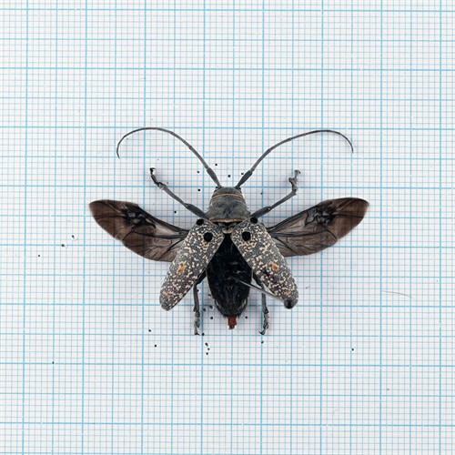 Megalofrea Bioculata