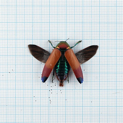 Metaxymorpha apicallis