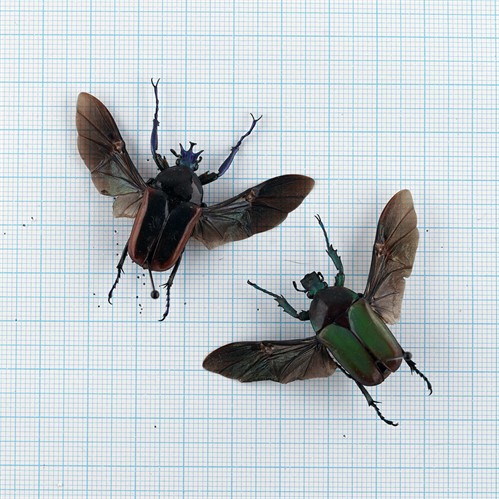 Neptunides polychrous polychrous pair