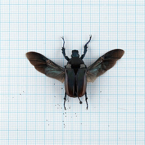 Neptunides polychrous