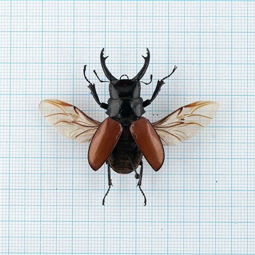 Odontolabis sarasinorum 30-35mm