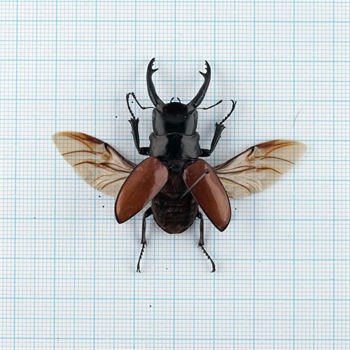 Odontolabis sarasinorum 45mm+