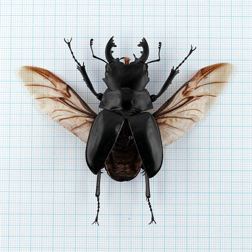 Odontolabis stevensi stevensi 60-65mm