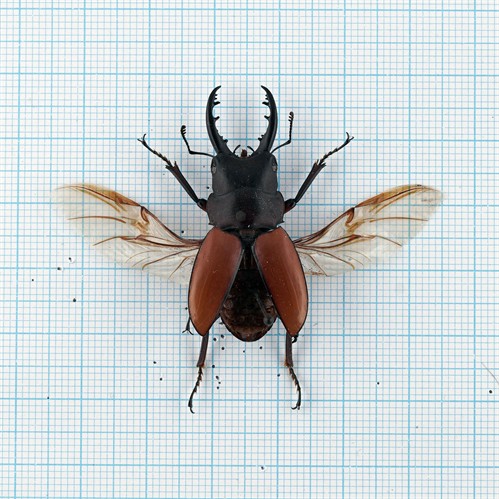 Prosopocoilus bruijni pelengensis