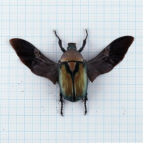 Rhomborhina Resplendens