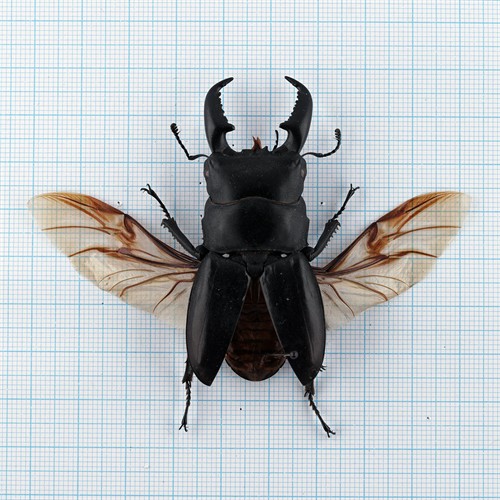 Serrognathus titanus westermanni