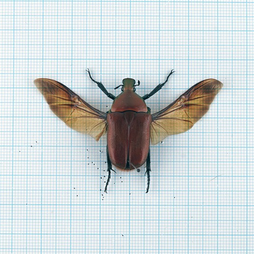 Torynorrhina pilifera